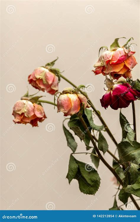 Withered Light Pink Roses Stock Photo Image Of Passion 142212854
