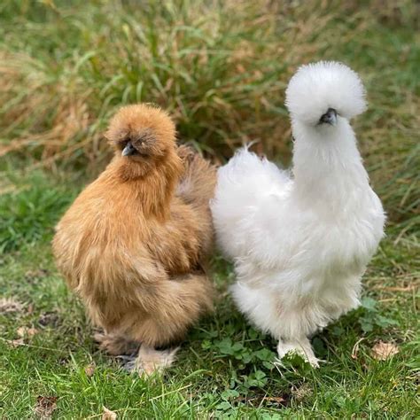 Top Asian Chicken Breeds With Pictures