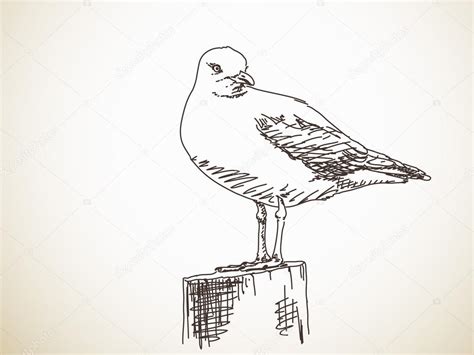 Hand Drawn Sketch Of Seagull — Stock Vector © Olgatropinina 78788678