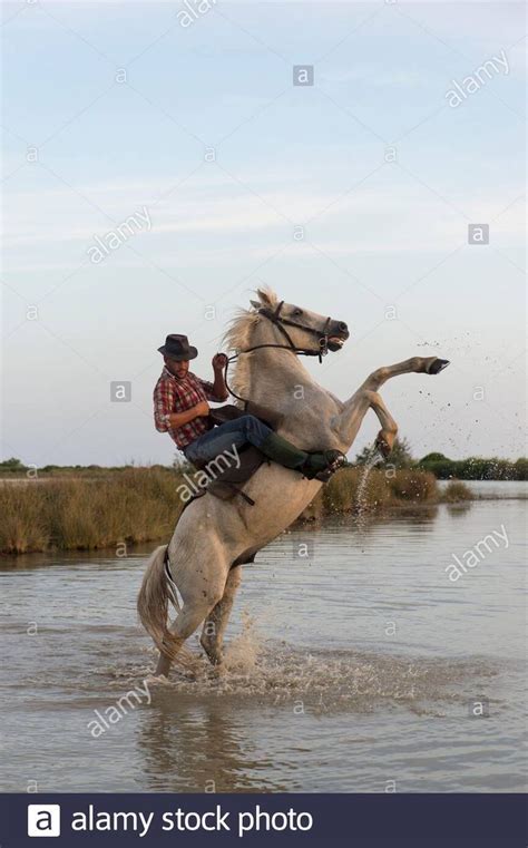 A Camargue Guardian Camargue Cowboy Rearing Up His Horse In A Marsh