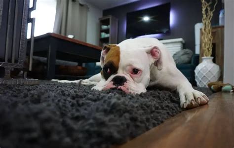 The 7 Best Guard Dog For Apartment Life