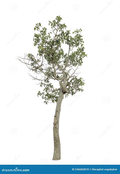Isolated Tree On A White Backgroundclipping Paihs Stock Photo Image