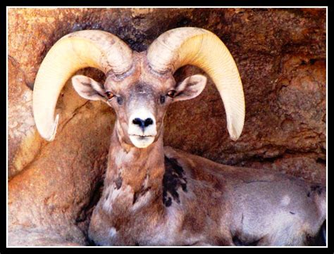 Check spelling or type a new query. Desert King, Big Horn Sheep, Arizona | Desert bighorn are ...