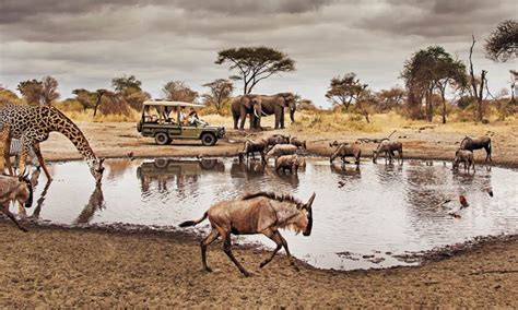 Serengeti National Park Tanzania Serengeti National Park Safaris