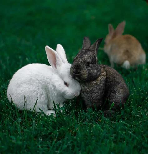 male vs female rabbits what are the differences