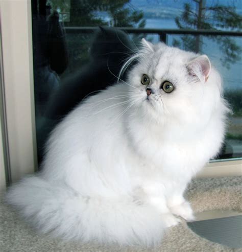 White Himalayan Cat Sitting Himalayan Cat Is A Breed Or Sub Breed Of
