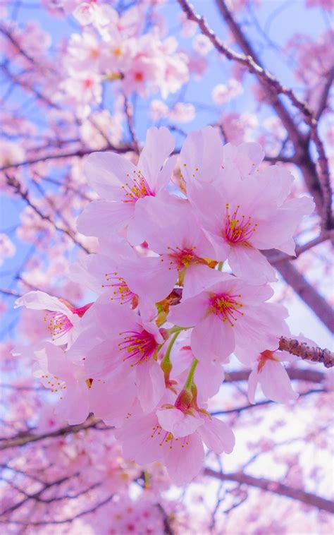 Wallpaper Bunga Sakura Hp