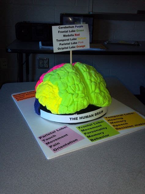 14 Ideas De Maquetas Cerebro Maquetas Cerebro Proyectos De Ciencia
