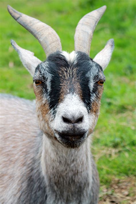 Free Images Farm Photography Animal Wildlife Horn Macro Pasture