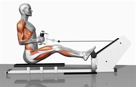 Seated Cable Row Exercise Bodybuilding Wizard
