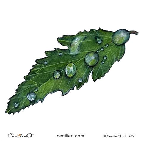 How To Paint A Water Drop In Watercolor Leaf Study