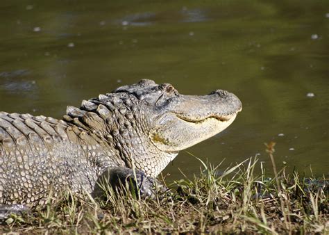 States Alligator Numbers Allow Hunting For 10th Year Mississippi
