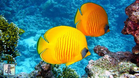 Stunning Underwater Marine Life ~ Coral Reef Fish And The Best Relax
