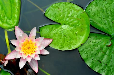Wallpaper Water Lily Leaves Close Up 3200x2100 Coolwallpapers