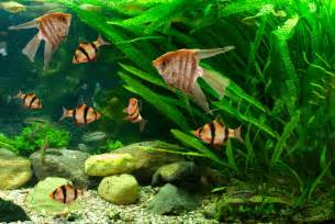 Fresh Water Fish Aquariums