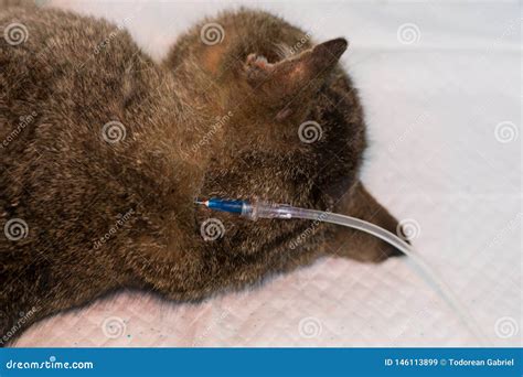 Hydration Of A Cat By Giving Subcutaneous Fluids Stock Image Image Of