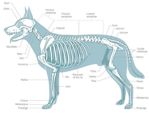 A Visual Guide To Dog Anatomy Muscle Organ And Skeletal Drawings All