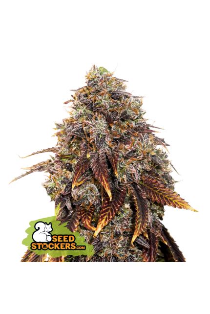 Buy Seedstockers Gelato 41 Cannabis Seeds Best Uk Prices Manchester