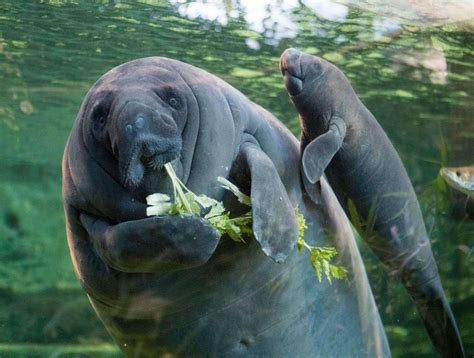 My name is harsha and i am from india and my dh is white. Baby West Indian Manatees are born with molars and can ...