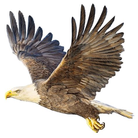 Premium Vector Bald Eagle Flying Hand Draw And Paint On White