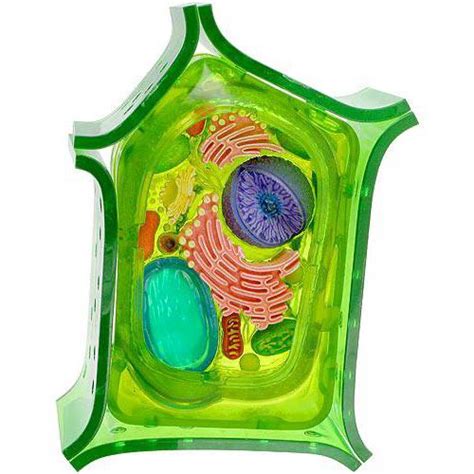 Различия и сходства растительной и животной клетки