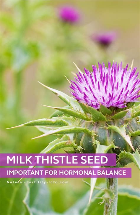 Milk Thistle Silybum Marianum Supports Hormonal Balance It Is One Of The Best Plants For