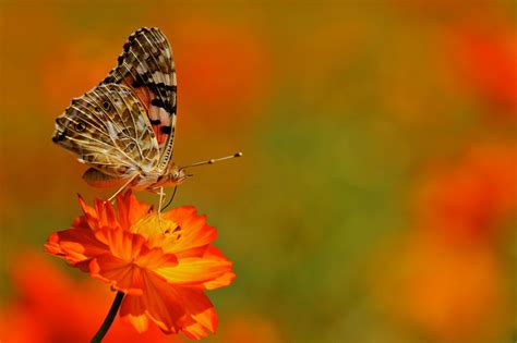 Wallpaper Flowers Nature Insect Yellow Lepidoptera Autumn Leaf