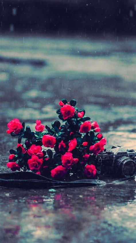 Red Flowers Rainy Day Iphone 6 6 Plus And Iphone Flower Rainy Day