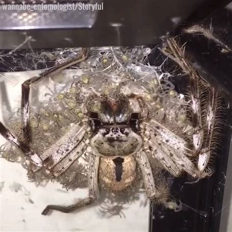 Huntsman Spider Gives Birth This Giant Huntsman Spider Has Just Given