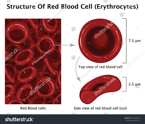 Red Blood Cell Diagram Unlabeled