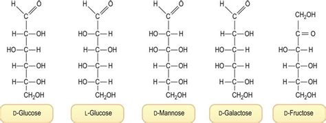 Carbohydrates And Lipids Medical Biochemistry