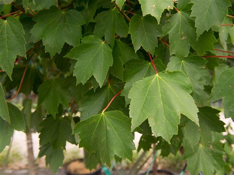 Toronto maple leafs | the official toronto maple leafs pinterest account. Brandywine Maple Tree - Dallas, Texas - Treeland Nursery
