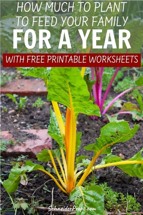 It can vary for sure, but as a great guide, we have included a simple garden plan below based on feeding a family of four. How much to plant to feed your family? in 2020 | Plants ...