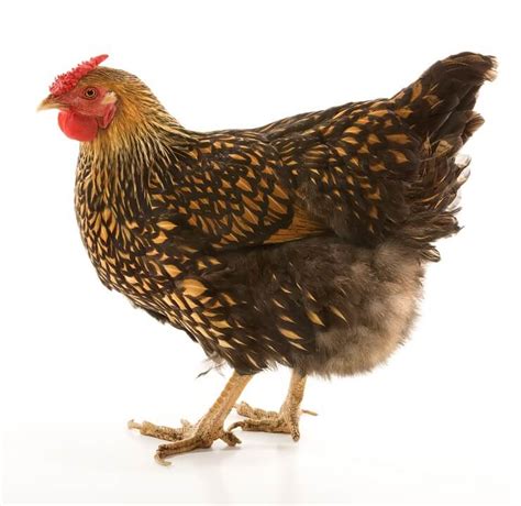 Check spelling or type a new query. Golden Laced Wyandotte: Egg Laying, Broodiness and Temperament