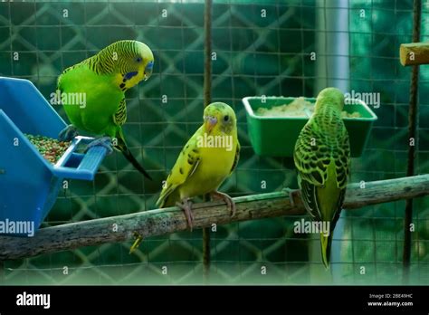 Baby Parakeets Hanging Out Stock Photo Alamy