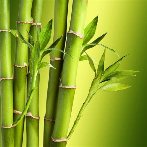 Single Bamboo Plant Images Galleries With A Bite