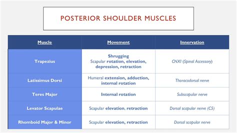 Posterior Shoulder Muscles Movement And Innervation Youtube