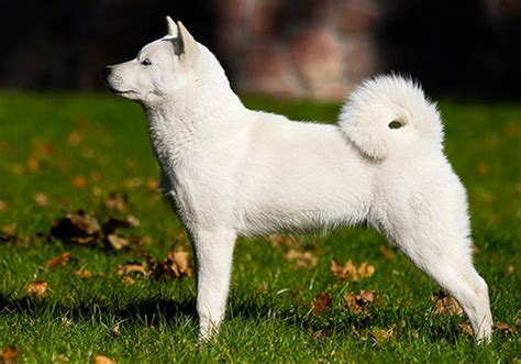 Hokkaido Dog Breed Characteristic Daily And Care Facts