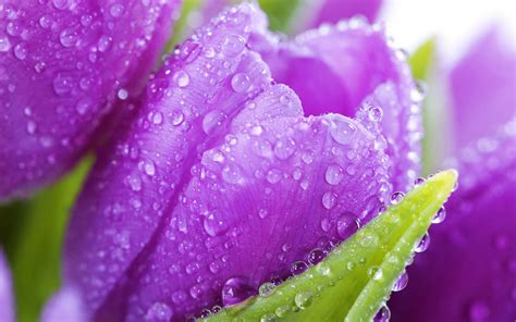 Purple Tulips With Water Drops Spring Flowers