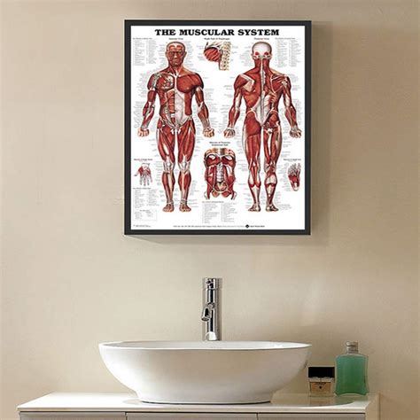 Buy Rocita Wall Chart Muscular System Lifelike In Anatomical Silk