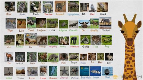 Wild Animals List Of Wild Animal Names In English With Images • 7esl