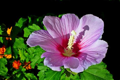 866755 Hibiscus Closeup Pink Color Rare Gallery Hd Wallpapers