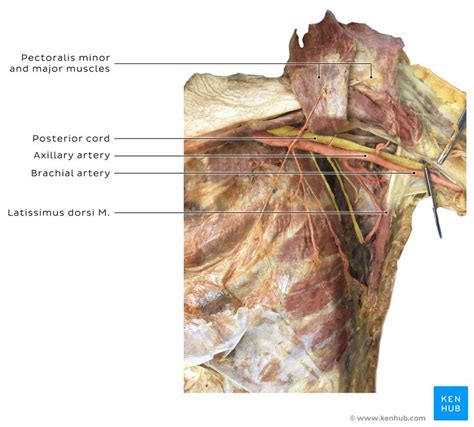 Axillary Artery Anatomy Branches And Mnemonics Kenhub