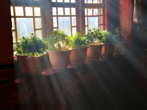 Why Do Plants Grow With Light How Light Affects Plants