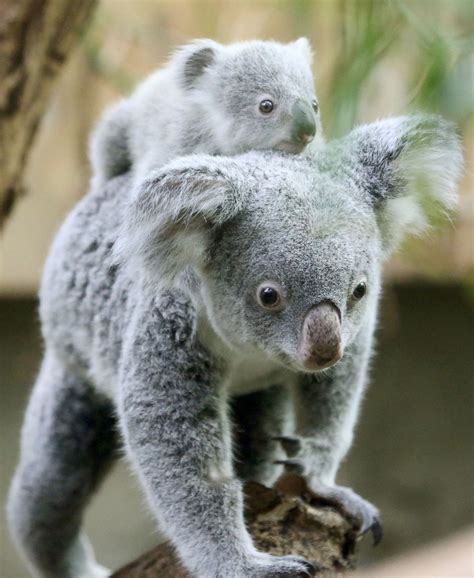Koala Baby Gets A Piggyback Ride Picture Cutest Baby Animals From