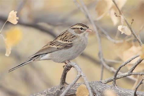 Chipping Sparrow Bird Gallery Houston Audubon