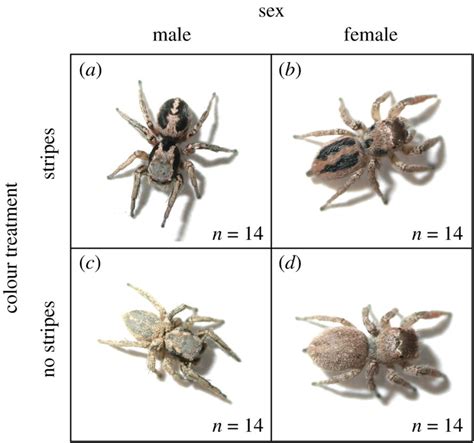 Scientists Give Spiders Makeup To Test Fending Off Predators