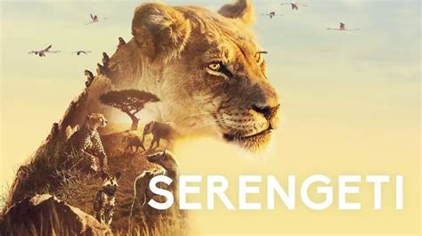 serengeti tv series 2019 cast episodes and everything you need to know