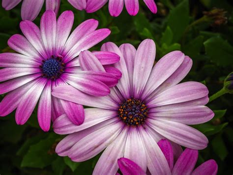 Daisy flowers with white and yellow in the middle, it's very interesting flower to me. Pink Daisy Beautiful Pink Flowers Photo Download Free ...