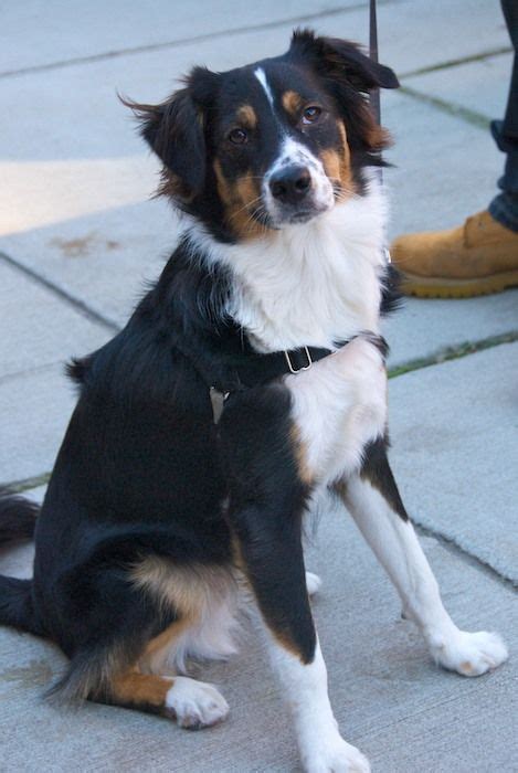She is so excited to find her new forever family! australian shepherd bernese mountain dog mix - Google ...